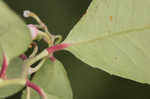 Eastern teaberry <BR>Wintergreen